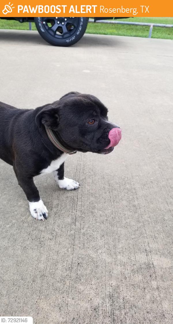Found/Stray Male Dog last seen Hwy 59 South at Finnegan Dodge, Rosenberg, TX 77471