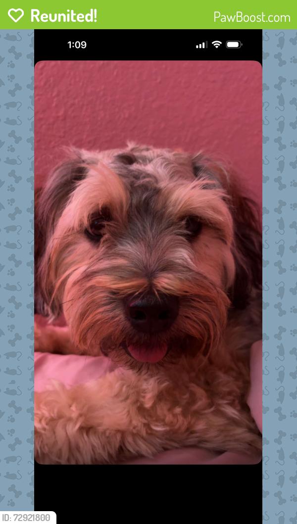 Reunited Male Dog last seen Near N Mississippi St, Alton, TX 78573