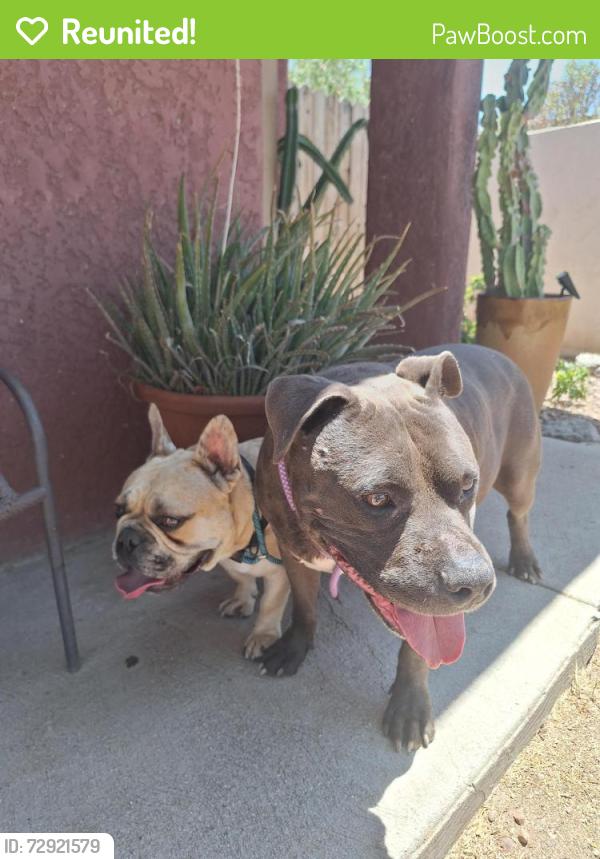 Reunited Male Dog last seen la cholla , Tucson, AZ 85705
