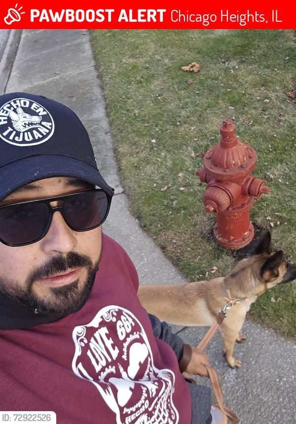 Lost Female Dog last seen South Chicago hts police and fire department , Chicago Heights, IL 60411