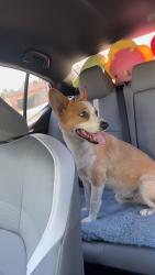 Lost Male Dog last seen Near n sunert ave, La Puente, CA 91744