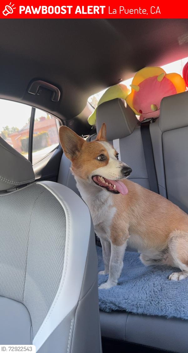 Lost Male Dog last seen Near n sunert ave, La Puente, CA 91744