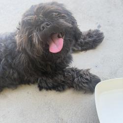 Found/Stray Male Dog last seen Clinton Street and Miles Ave - Indio, CA , Indio, CA 92201