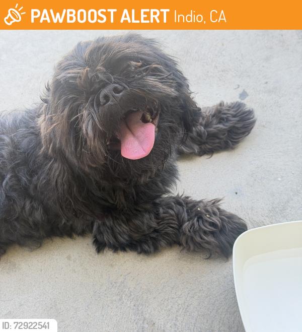 Found/Stray Male Dog last seen Clinton Street and Miles Ave - Indio, CA , Indio, CA 92201