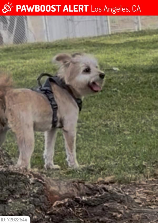 Lost Female Dog last seen Licor , Los Angeles, CA 90043