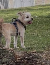 Lost Female Dog last seen Licor , Los Angeles, CA 90043