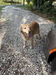 Found/Stray Unknown Dog last seen Overbrook ave and Pineland Dr , Clearwater, FL 33755