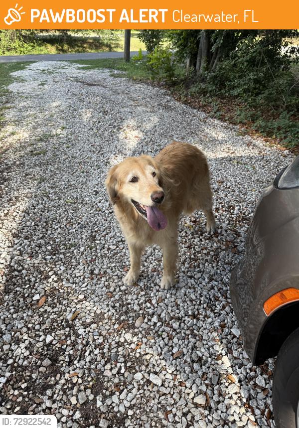 Found/Stray Unknown Dog last seen Overbrook ave and Pineland Dr , Clearwater, FL 33755