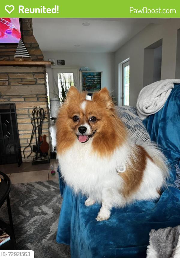 Reunited Female Dog last seen Whitfield Ave and Phillips Street, Whitfield, FL 34243