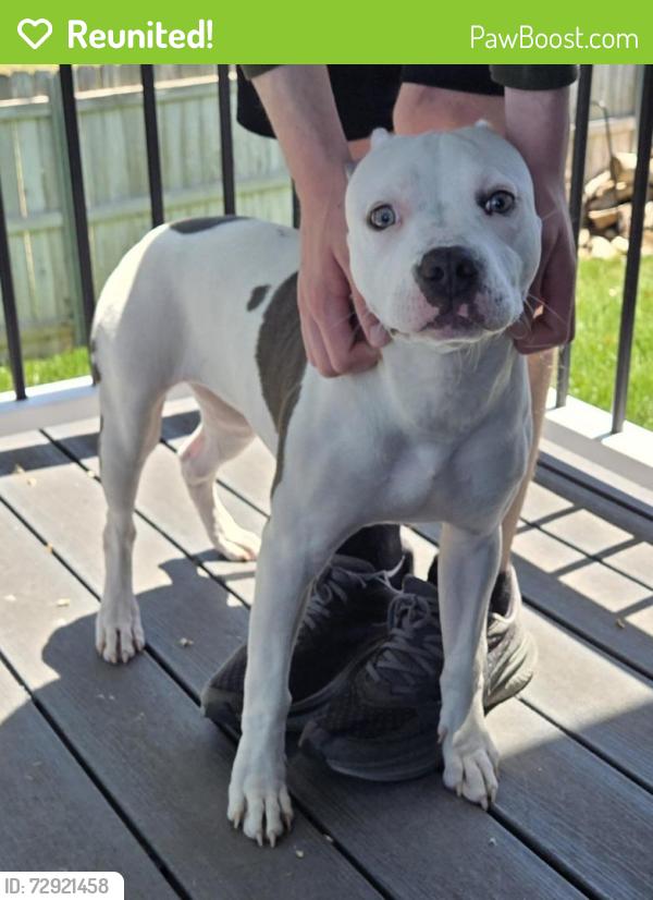 Reunited Unknown Dog last seen Ponderosa St & 135th St, Wichita, KS 67235