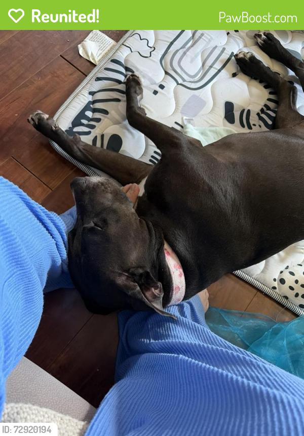 Reunited Female Dog last seen Cohasset & indepeNdence st, Los Angeles, CA 91303