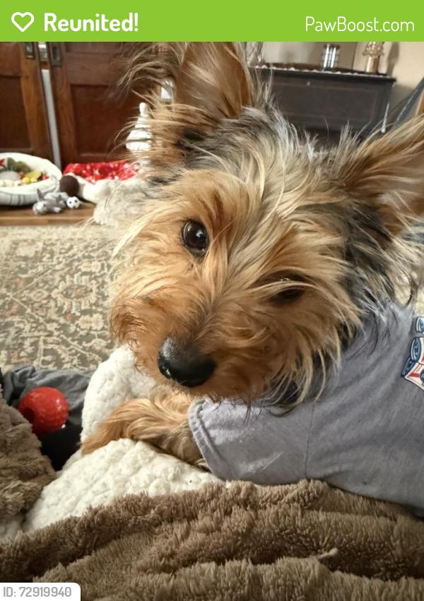 Reunited Male Dog last seen Race and Newmeyer Ave Connellsville Pa , Connellsville, PA 15425