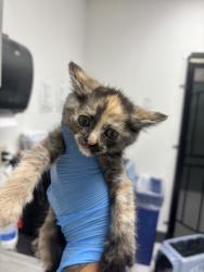 Shelter Stray Female Cat last seen Oakland, CA , Oakland, CA 94601