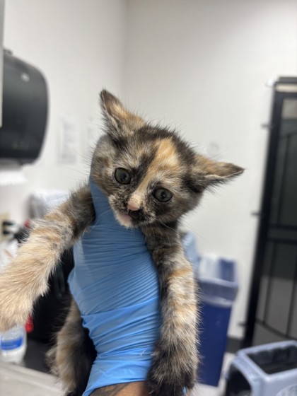 Shelter Stray Female Cat last seen Oakland, CA , Oakland, CA 94601