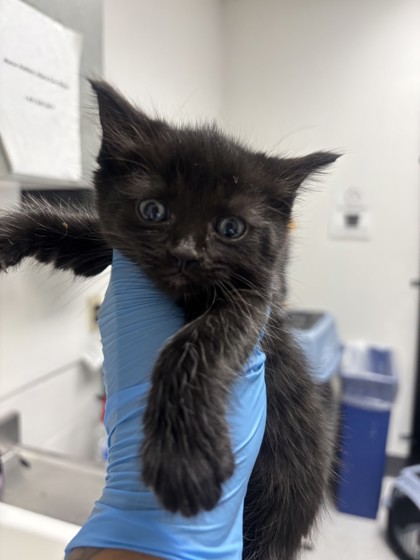 Shelter Stray Female Cat last seen Oakland, CA , Oakland, CA 94601