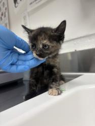 Shelter Stray Female Cat last seen Oakland, CA , Oakland, CA 94601
