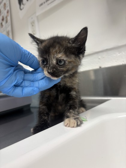 Shelter Stray Female Cat last seen Oakland, CA , Oakland, CA 94601