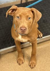 Shelter Stray Female Dog last seen Near Buford Hwy NE, Doraville, GA 30340, 30340, GA, Atlanta, GA 30341