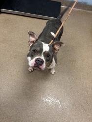 Shelter Stray Female Dog last seen Near WINDERMERE DRIVE Lithonia, 30038, 30038, GA, Atlanta, GA 30341