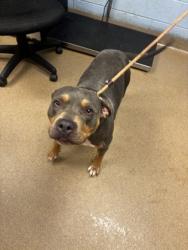 Shelter Stray Female Dog last seen Near WINDERMERE DRIVE Lithonia, 30038, 30038, GA, Atlanta, GA 30341