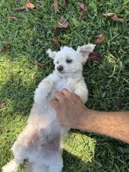 Lost Male Dog last seen Crestdale, Houston, TX 77080