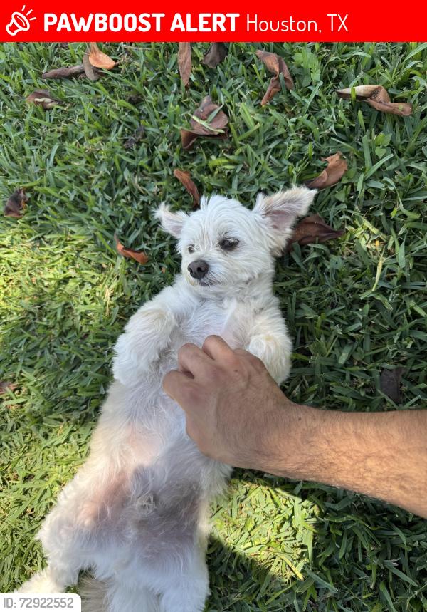 Lost Male Dog last seen Crestdale, Houston, TX 77080