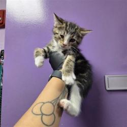 Shelter Stray Female Cat last seen Near ray juarez, COUNTY of El Paso, TX, Fort Bliss, TX 79906
