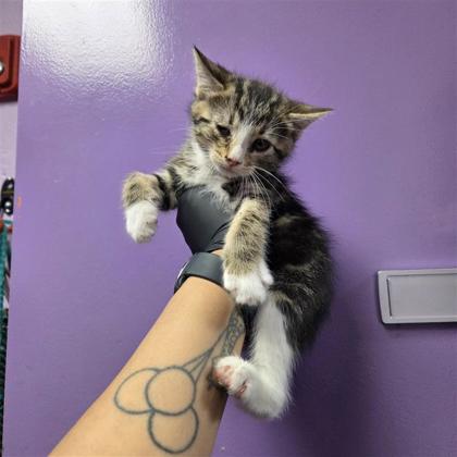 Shelter Stray Female Cat last seen Near ray juarez, COUNTY of El Paso, TX, Fort Bliss, TX 79906