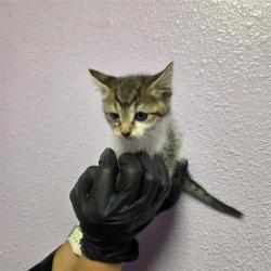 Shelter Stray Female Cat last seen Near ray juarez, COUNTY of El Paso, TX, Fort Bliss, TX 79906