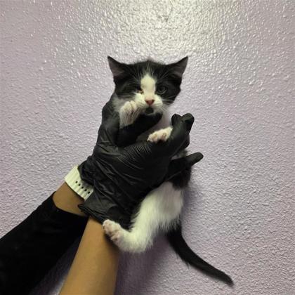 Shelter Stray Female Cat last seen Near ray juarez, COUNTY of El Paso, TX, Fort Bliss, TX 79906