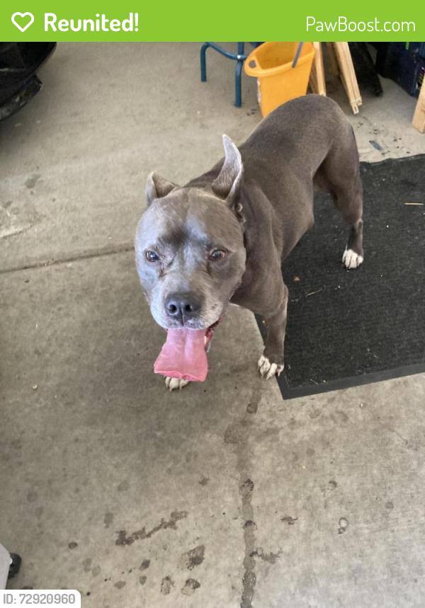 Reunited Female Dog last seen Stonegate, Maryland/Silverado/Serene, Las Vegas, NV 89123