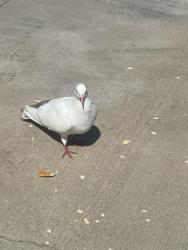 Found/Stray Unknown Bird last seen Riverton, Los Angeles, CA 91606