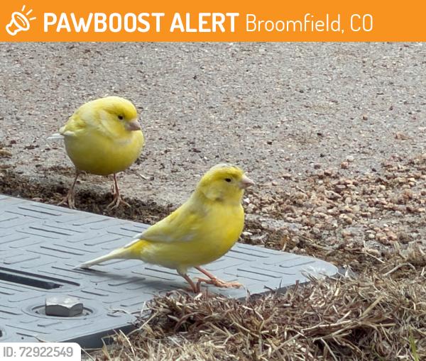 Found/Stray Unknown Bird last seen Mulberry circle and Greenway Park, Broomfield, CO 80020