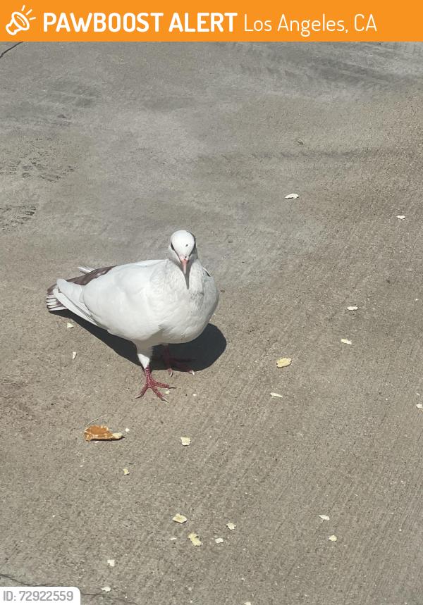 Found/Stray Unknown Bird last seen Riverton, Los Angeles, CA 91606