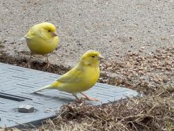 Found/Stray Unknown Bird last seen Mulberry circle and Greenway Park, Broomfield, CO 80020
