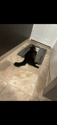 Reunited Male Cat last seen County club rd red lion pa , Red Lion, PA 17356