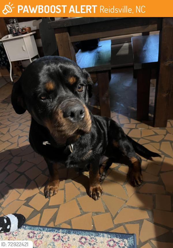 Found/Stray Female Dog last seen Cedar Lane, Reidsville, NC 27320