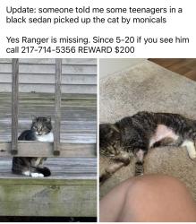Reunited Male Cat last seen Monical’s, Tolono, IL 61880