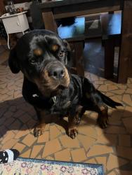 Found/Stray Female Dog last seen Cedar Lane, Reidsville, NC 27320