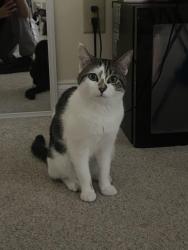 Reunited Male Cat last seen Manning gin rd, Monroe, GA 30656