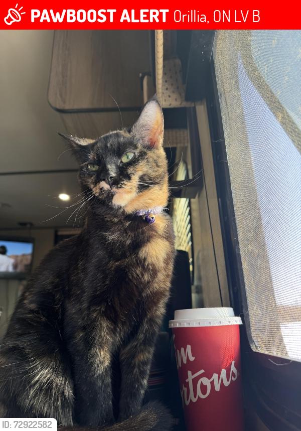 Lost Female Cat last seen Hiway 12, Orillia, ON L3V 0B5