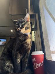 Lost Female Cat last seen Hiway 12, Orillia, ON L3V 0B5
