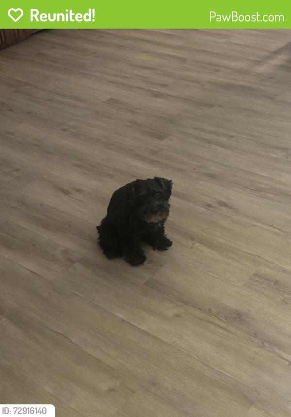 Reunited Male Dog last seen via nomi, Henderson, NV 89052