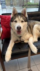 Reunited Female Dog last seen north sheridan avenue and st. marie in highland park , Pittsburgh, PA 15206