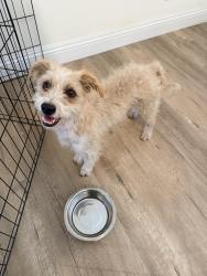 Found/Stray Male Dog last seen Mission Dr x Willard Ave, Rosemead, CA 91770