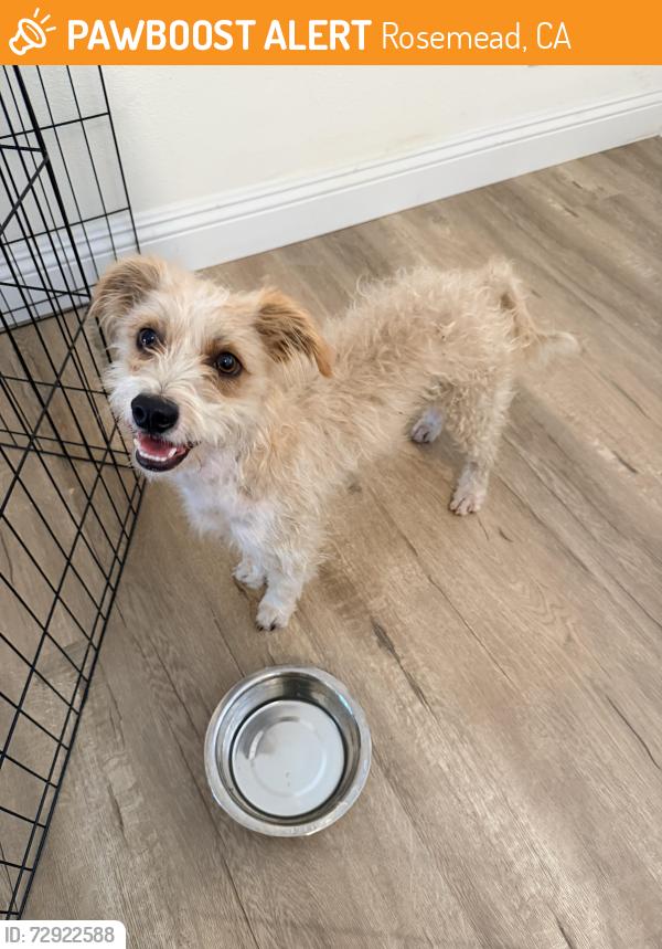 Found/Stray Male Dog last seen Mission Dr x Willard Ave, Rosemead, CA 91770