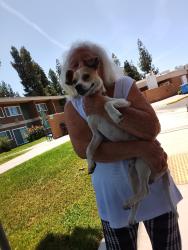 Found/Stray Male Dog last seen Wilson Road, Bakersfield, CA 93309