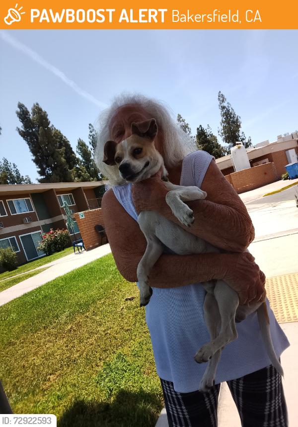 Found/Stray Male Dog last seen Wilson Road, Bakersfield, CA 93309