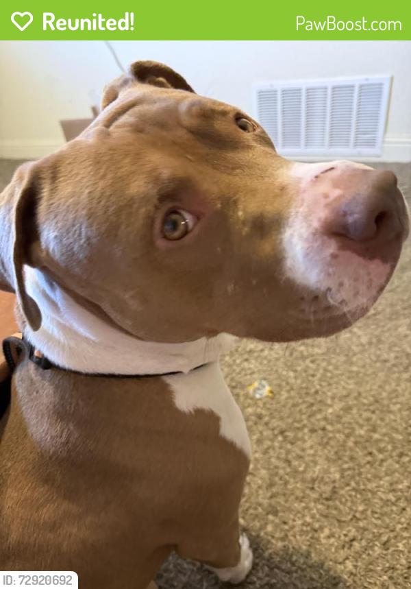 Reunited Male Dog last seen Ivanhoe drive, Fort Worth, TX 76133