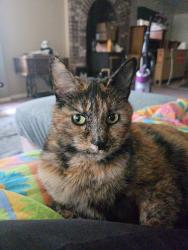 Lost Female Cat last seen The district in South Jordan. UT, South Jordan, UT 84095